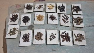 Miniatura: Insectos, ingrediente prehispánico que da sabor a la cocina de Oaxaca