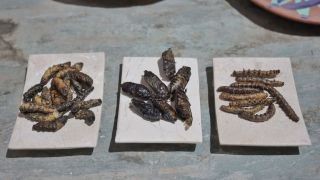 Miniatura: Insectos, ingrediente prehispánico que da sabor a la cocina de Oaxaca