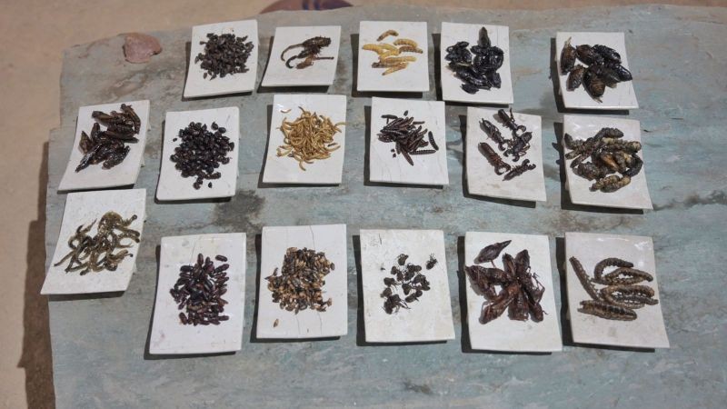 Insectos, ingrediente prehispánico que da sabor a la cocina de Oaxaca