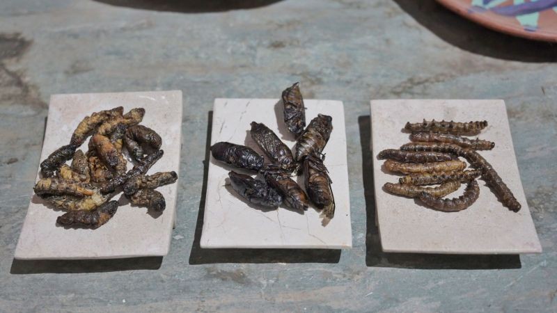 Insectos, ingrediente prehispánico que da sabor a la cocina de Oaxaca