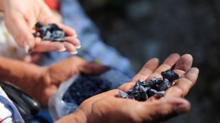 Miniatura: Oaxaca, un lugar con grandes riquezas naturales