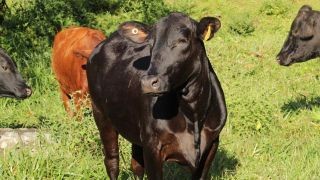 Miniatura: Instalan Comité de movilidad y salud animal en Oaxaca