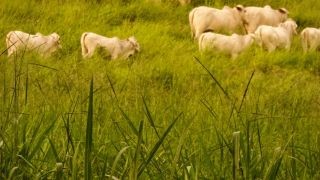 Miniatura: Instalan Comité de movilidad y salud animal en Oaxaca
