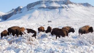 Miniatura: Profepa fija plazo a rancho en Coahuila para aclarar caza de bisonteara que presente las autorizaciones