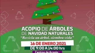 Miniatura: Alista Semaedeso campaña de acopio de árboles navideños naturales