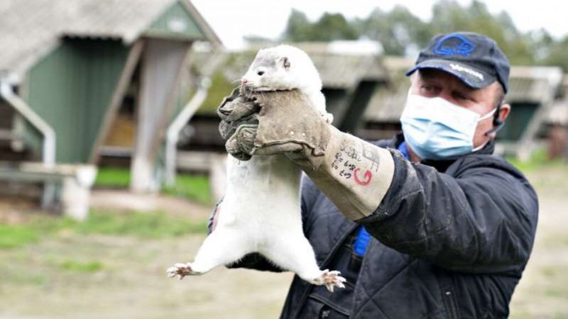 Rusia aprueba primera vacuna contra el covid para animales.