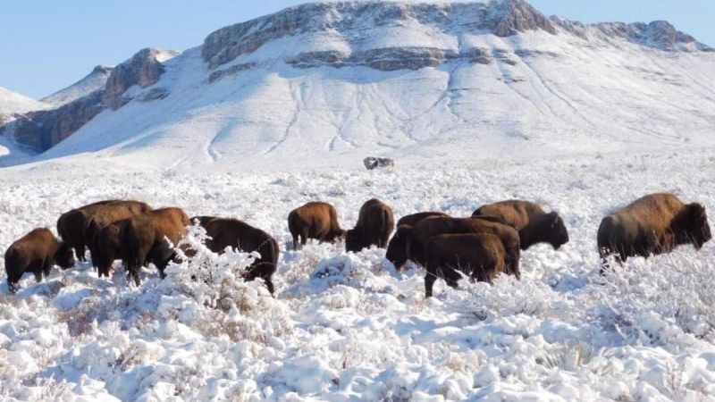 Profepa fija plazo a rancho en Coahuila para aclarar caza de bisonteara que presente las autorizaciones